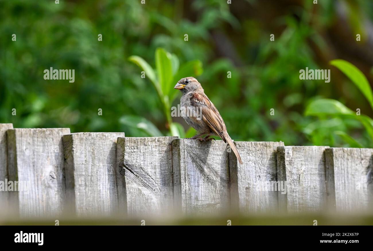Casa Sparrow passer domesticus encaramado en una valla de jardín en Brighton Sussex Reino Unido Fotografía tomada por Simon Dack Foto de stock