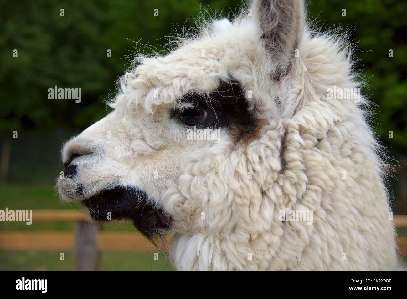 alpaca cabeza perfil ver lana blanca lama retrato animal granja llama ganado Foto de stock