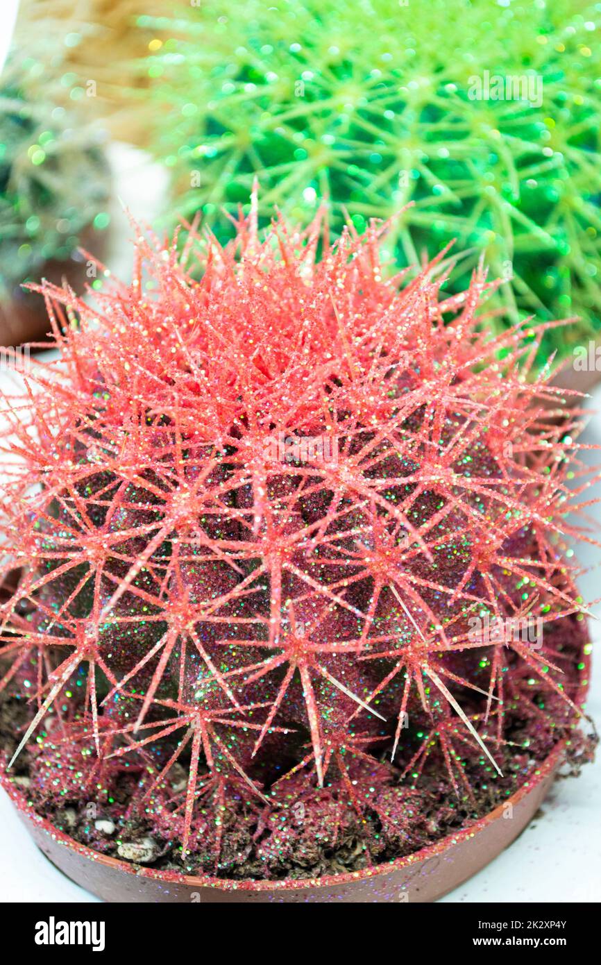 Cactus de colores naturales fotografías e imágenes de alta resolución -  Alamy
