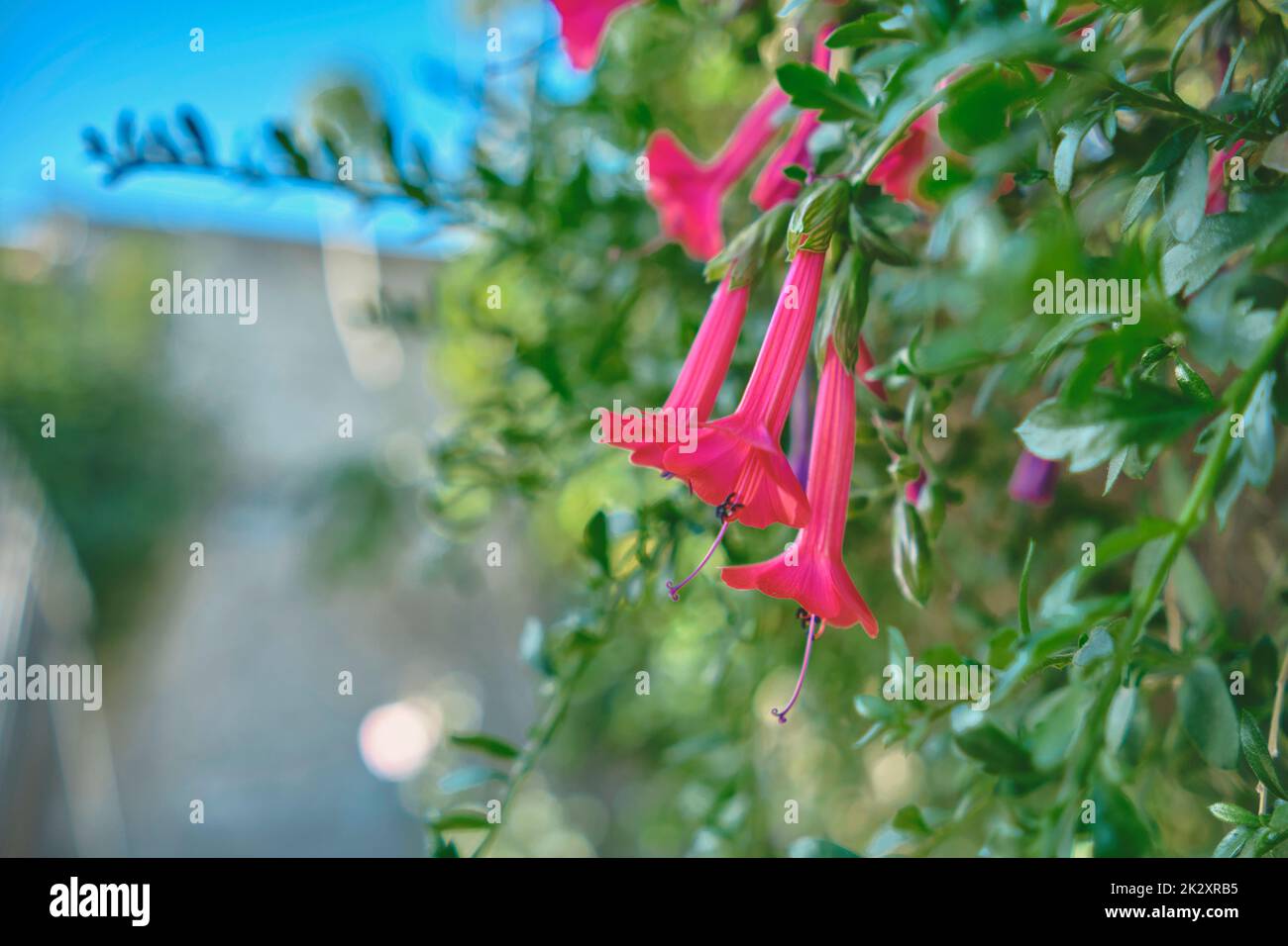 Flor Nacional del Perú y Bolivia, Cantua buxifolia La flor sagrada de