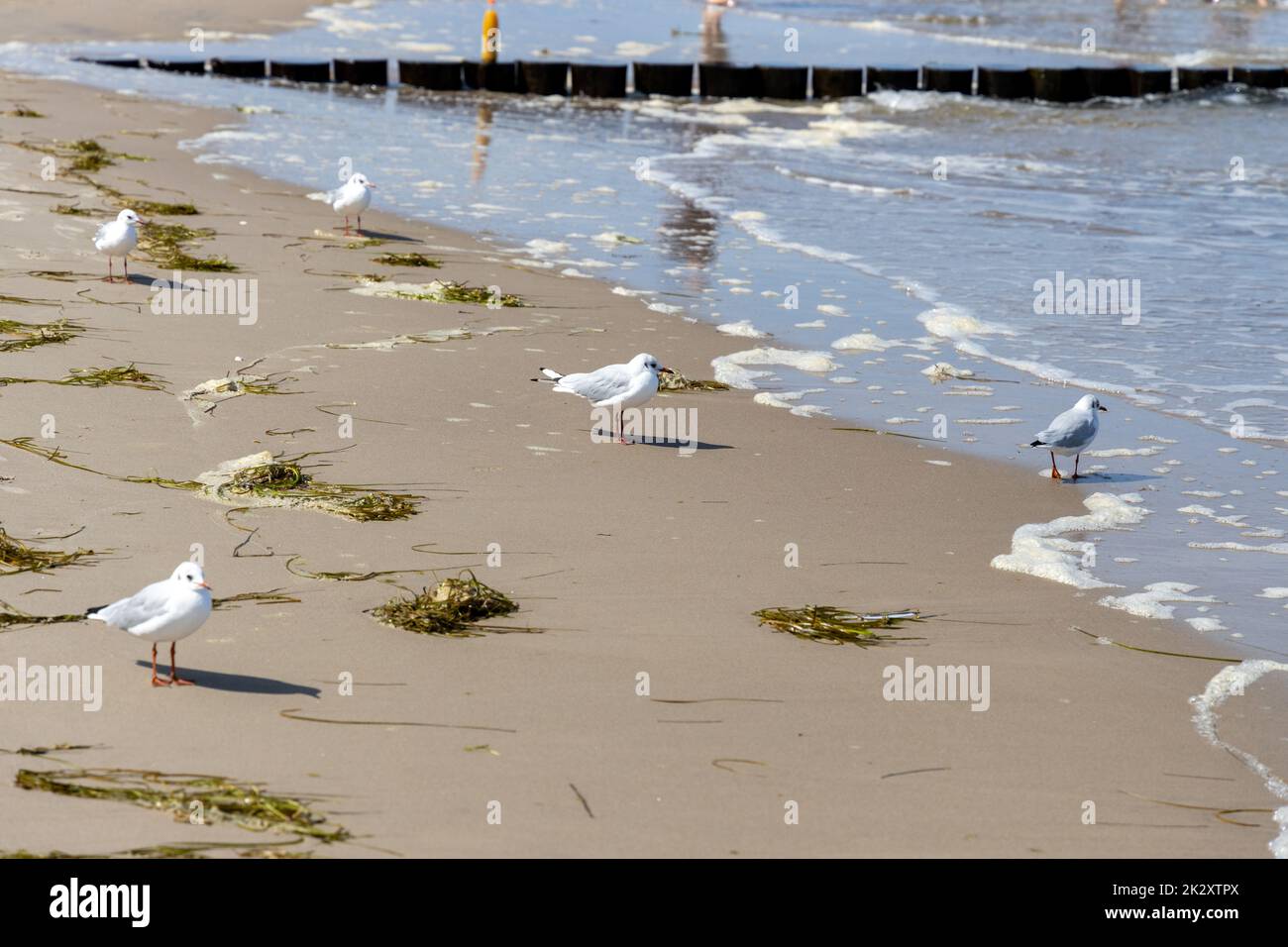 Gaviotas en la playa del Mar Báltico en busca de comida Foto de stock