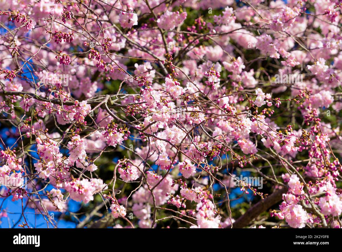 Almendros en flor en japon fotografías e imágenes de alta resolución - Alamy
