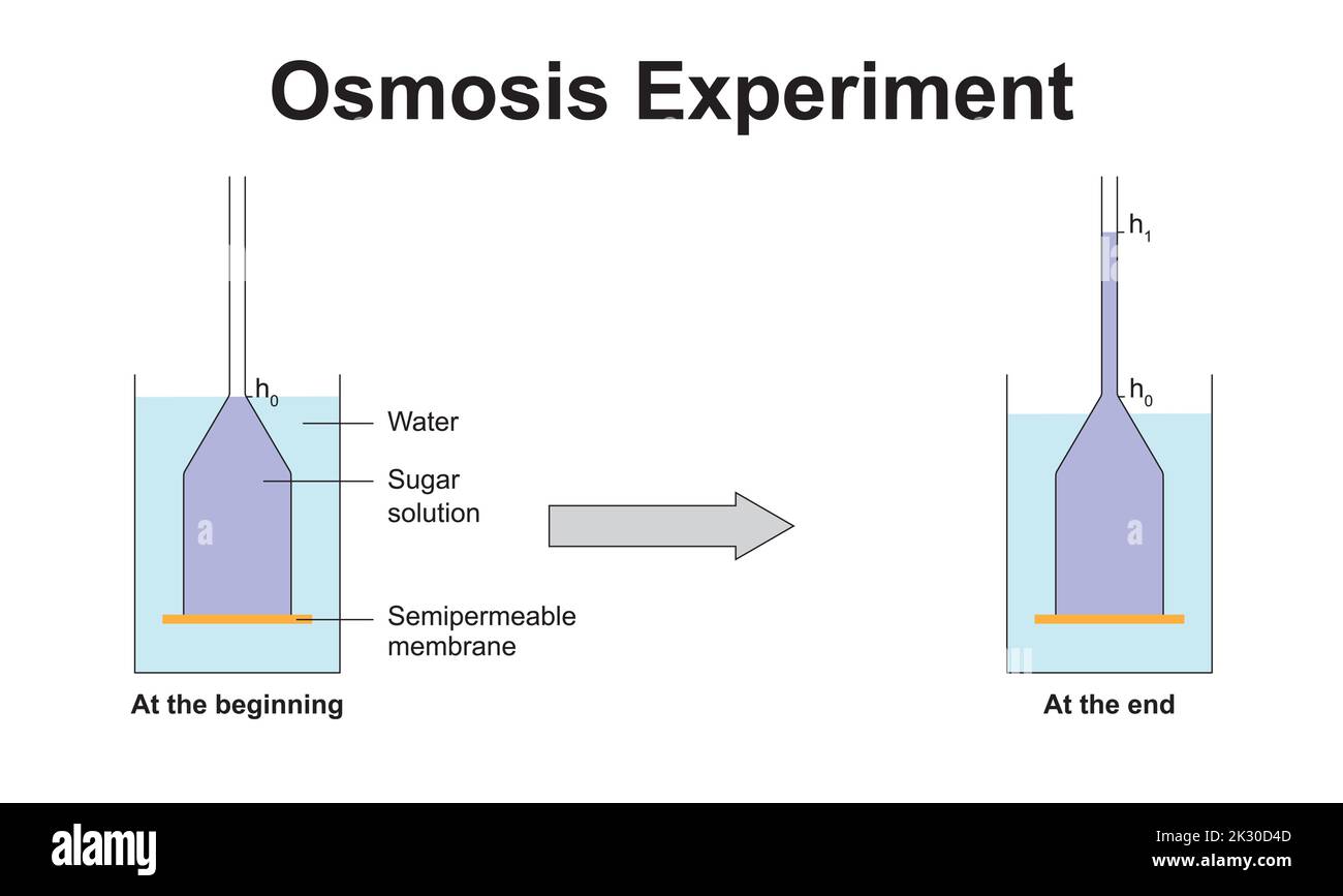 Experimento De Osmose 