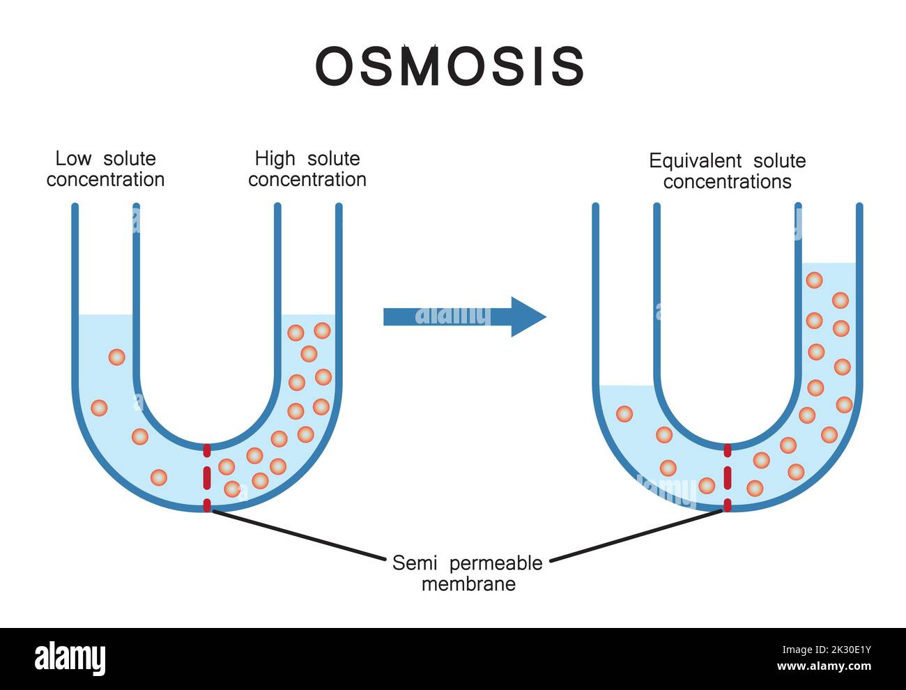 Experimento De Osmose 