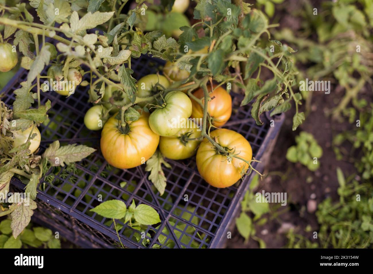 Tomates frescos creciendo en el jardín Foto de stock