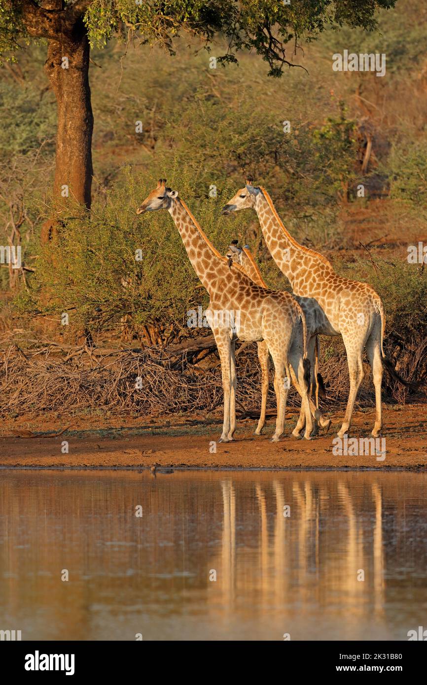 Jirafas (Giraffa camelopardalis) en un pozo de agua, Parque Nacional Kruger, Sudáfrica Foto de stock
