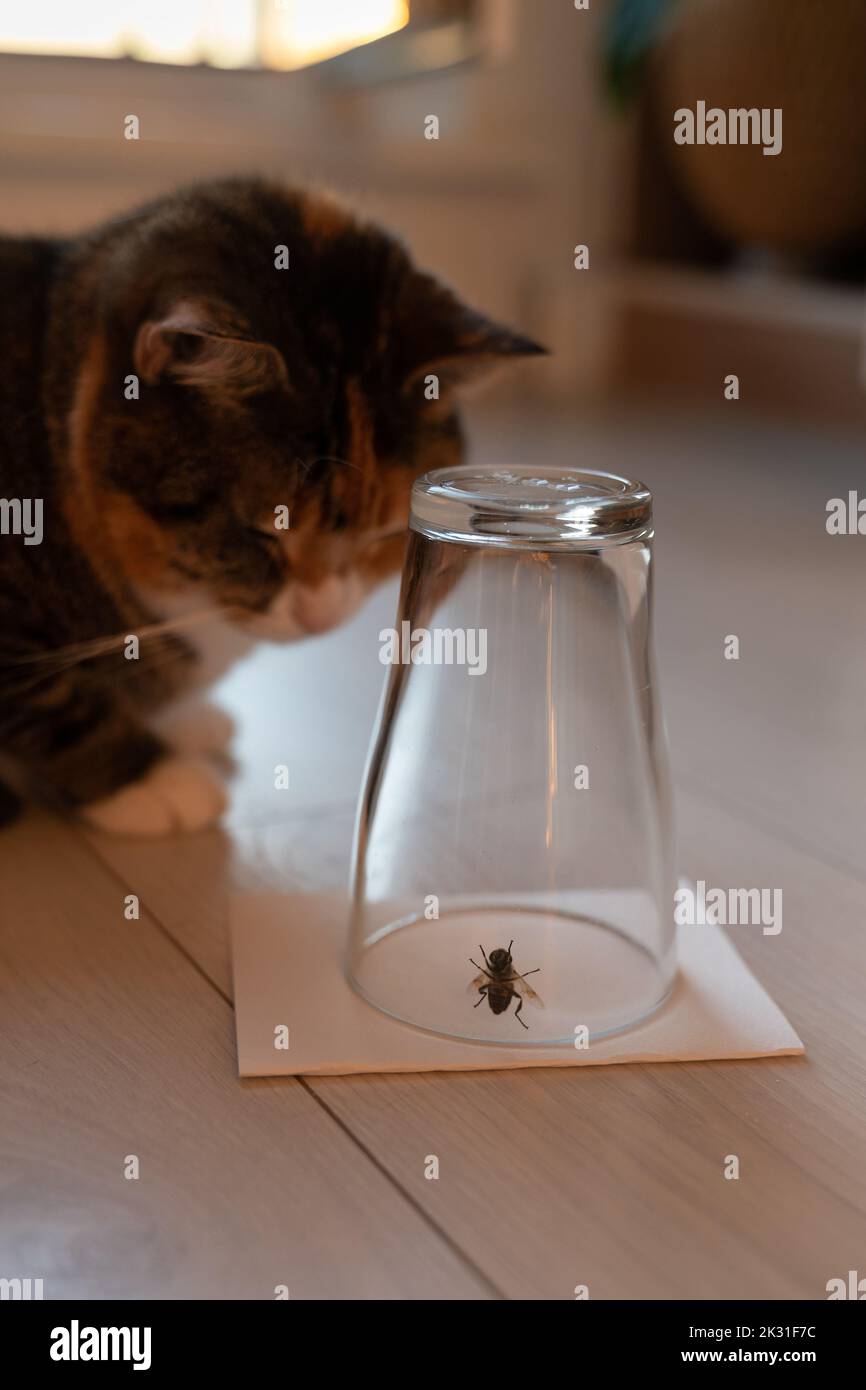 Gato curioso observando cuidadosamente una avispa atrapada o volando en un vaso de vidrio invertido. La vida de las mascotas en el hogar. Foto de stock
