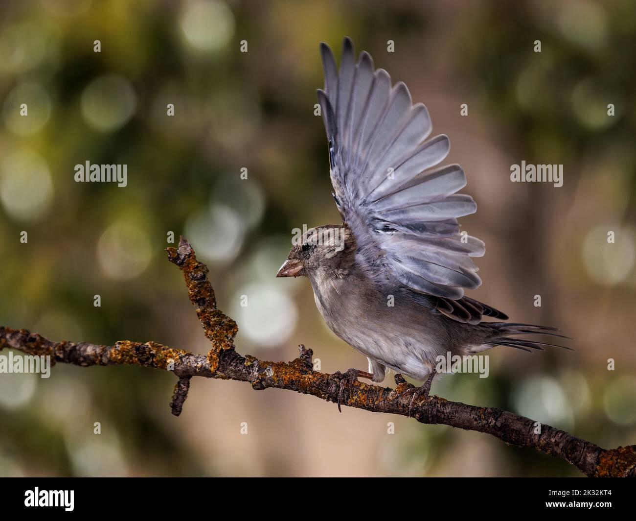 Casa Sparrow (passer domesticus). Aves en su entorno natural. Foto de stock