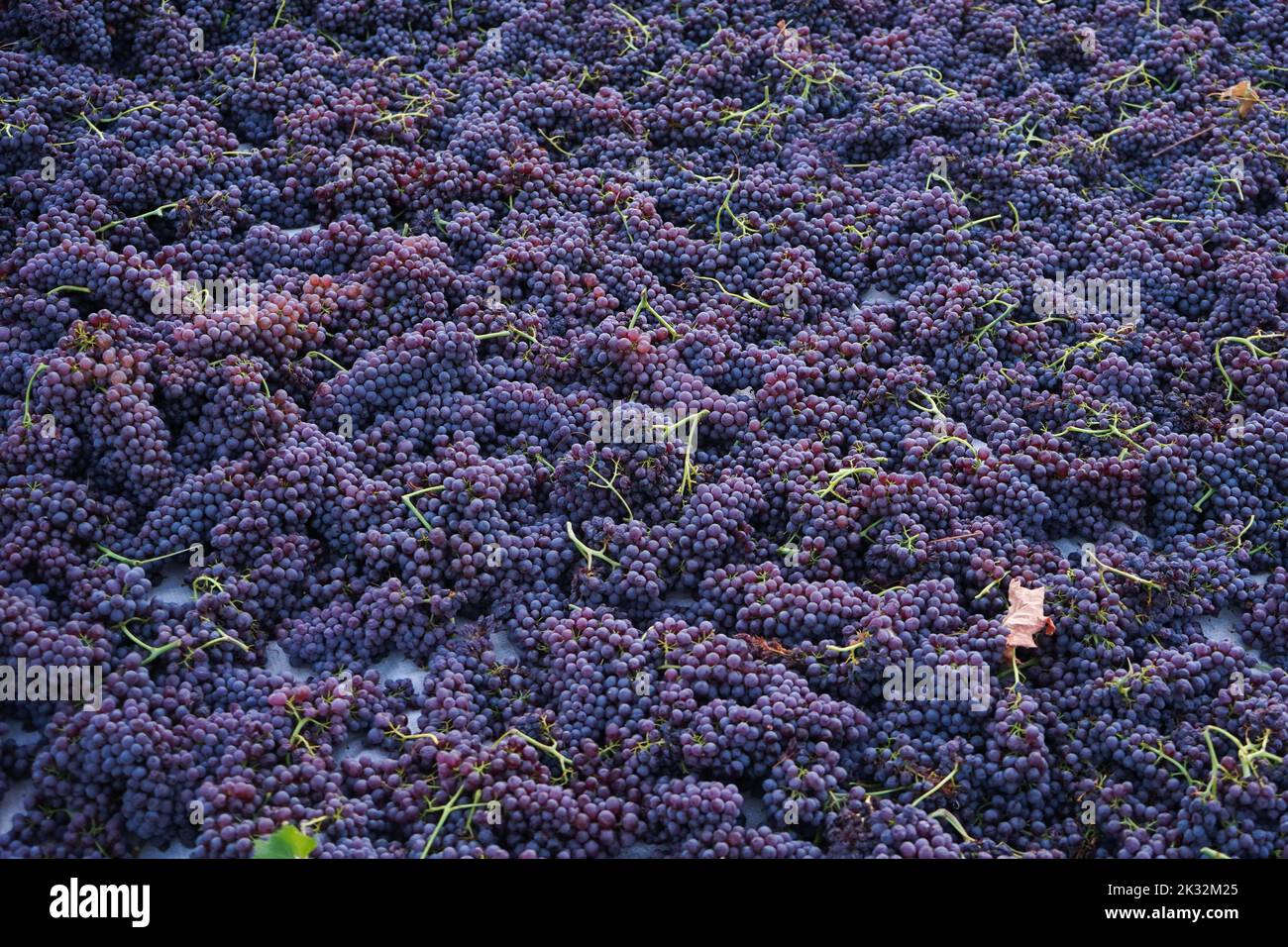 Uvas recién cosechadas esparcidas en los pisos de trilla. Uvas sultana , famosa pasas corintias. El proceso de secar en el sol. Foto de stock