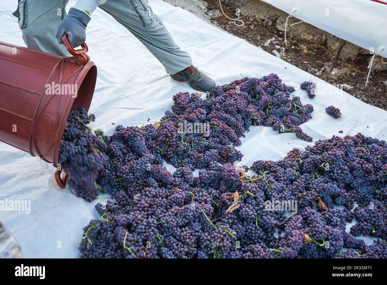 Trabajador vaciando contenedor lleno de uvas sultana recién cosechadas, la famosa pasas corintia, en los suelos de trilla. El proceso de secar en el sol. Foto de stock