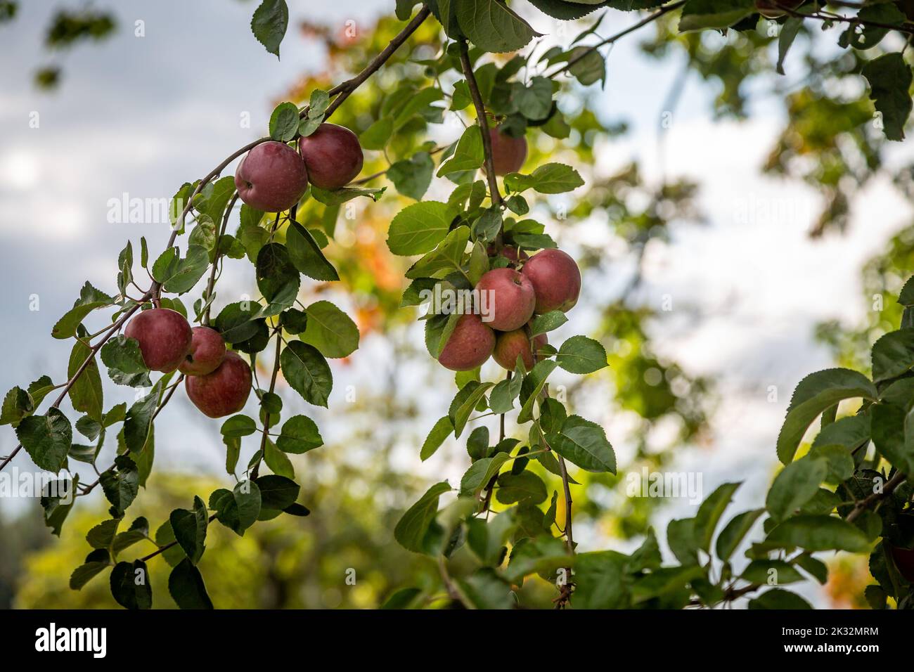 Manzanas maduras en un árbol, con una profundidad de campo poco profunda Foto de stock