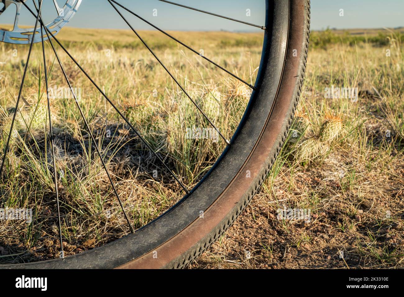 rueda delantera de bicicleta de grava en un sendero de pradera con cactus espigosos Foto de stock