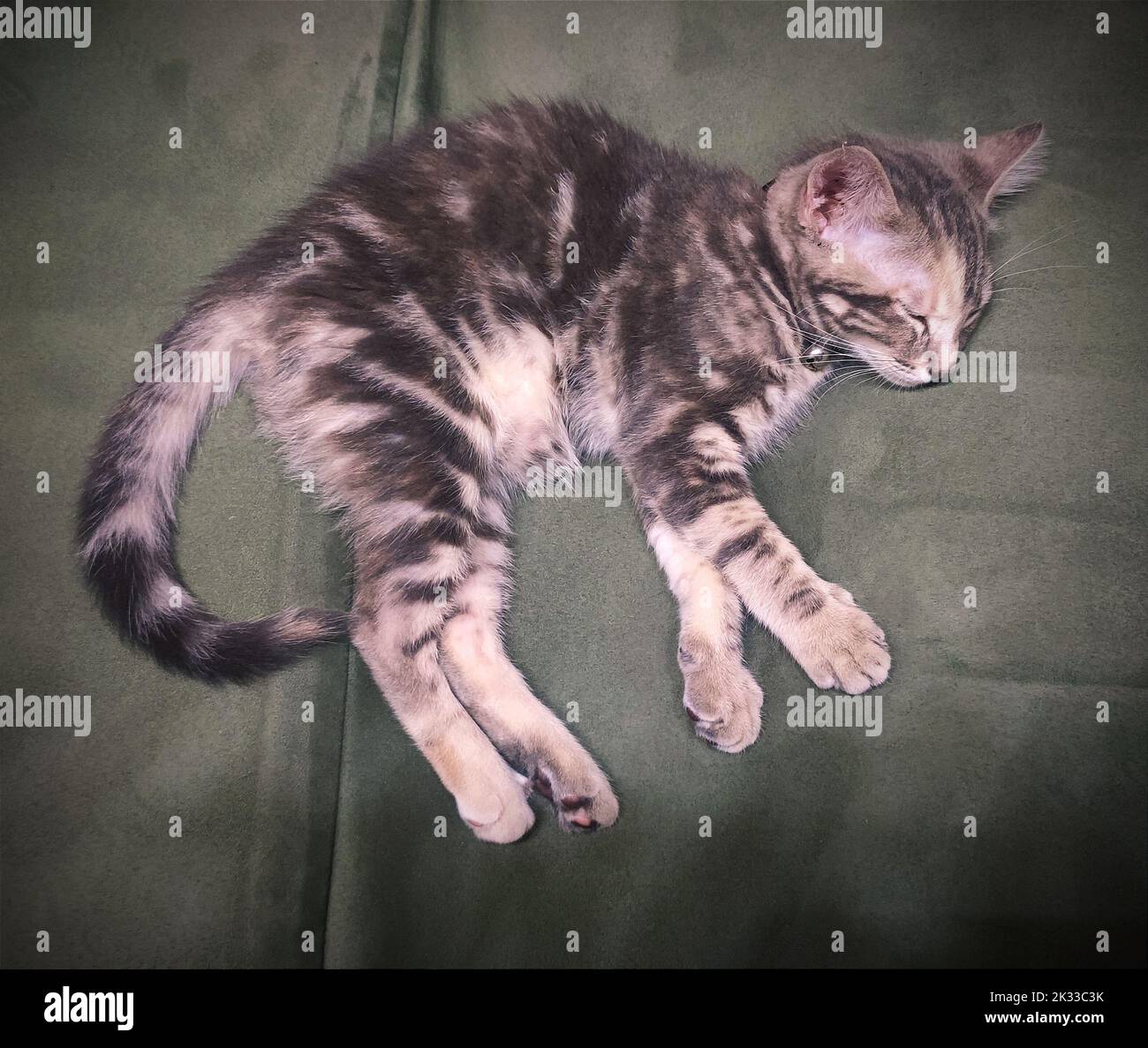 Pequeño gatito durmiendo en el sofá Foto de stock