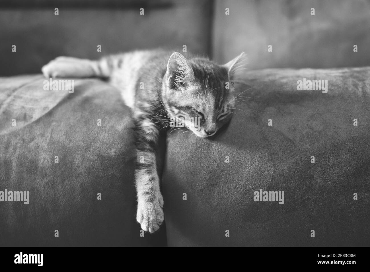 Pequeño gatito durmiendo en el sofá Foto de stock