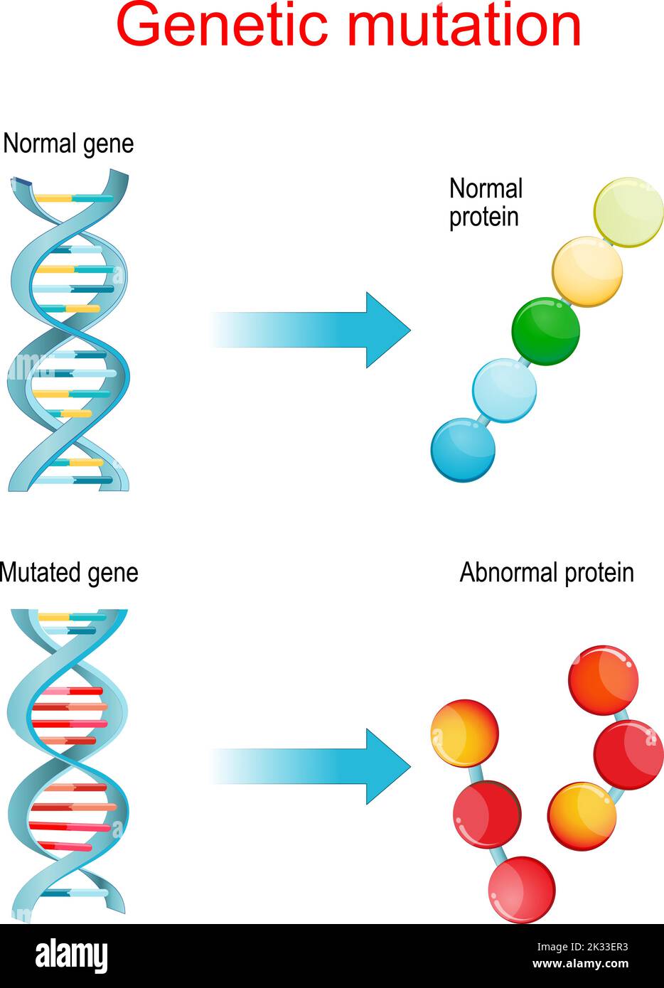 Mutación genética. Genes normales y mutados que sintetizan proteínas normales y anormales. Cartel vectorial para la educación y la ciencia. Ilustración del Vector