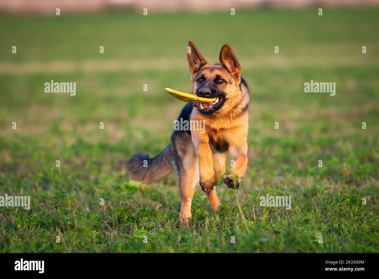 Un cachorro de pastor alemán jugando con frisbee en un campo verde Foto de stock