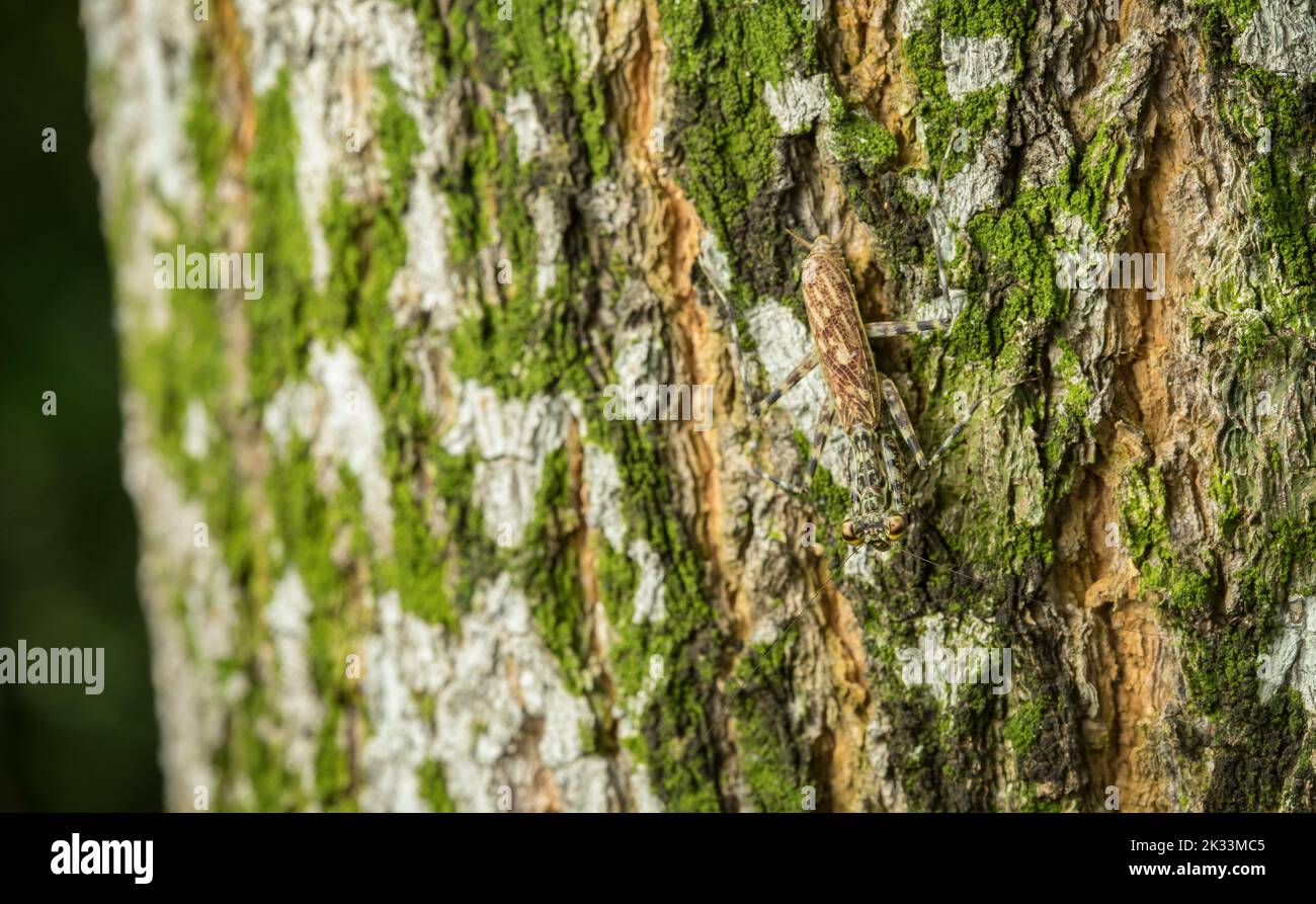Corteza Mantis camuflada en árbol, República de Panamá, América Central Foto de stock