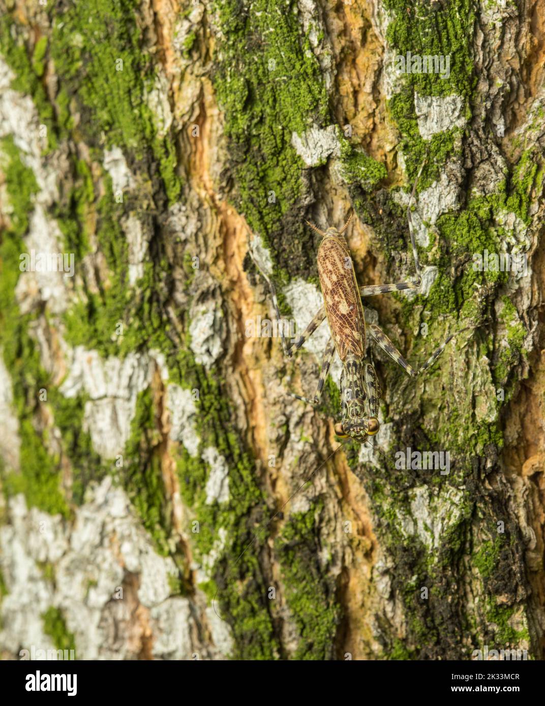 Mantis de corteza en árbol del bosque lluvioso camuflado, República de Panamá, América Central Foto de stock