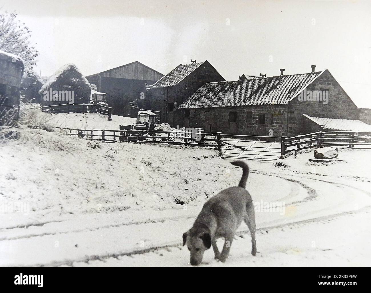 Una foto antigua (1980) de Low Farm, Dunsley, Newholm cum Dunsley, North Yorkshire. Un perro Labrador de Oro serpentea por la nieve en la aldea histórica un día de invierno. Foto de stock