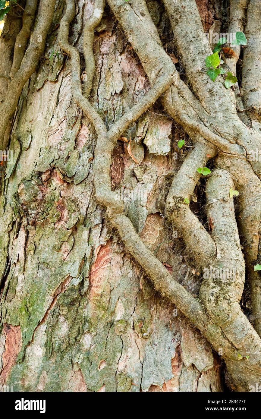 Las raíces gruesas de hiedra entrelazan un tronco de árbol. Dicke Efeuwurzeln umanken einen Baumstamm. Foto de stock