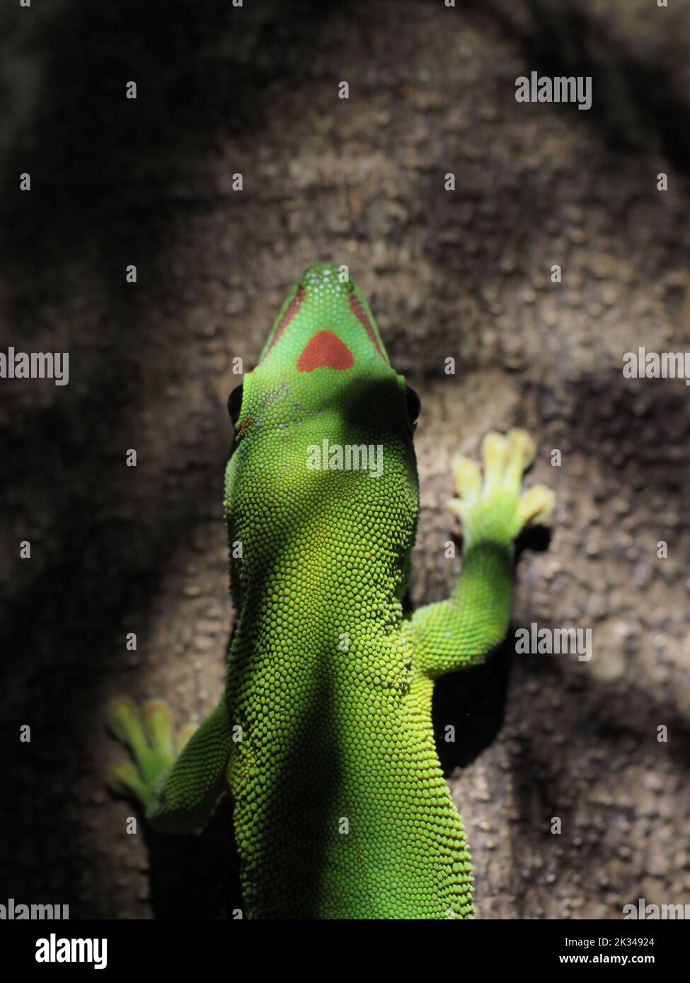 Gecko verde sobre un árbol, Madagascar Foto de stock