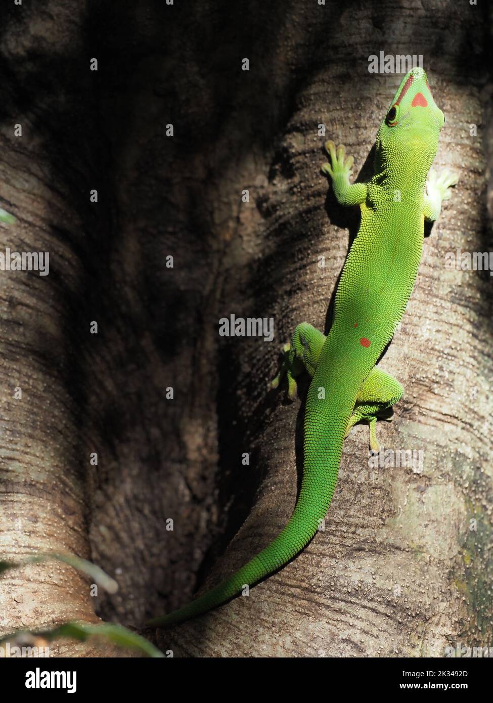 Gecko verde sobre un árbol, Madagascar Foto de stock