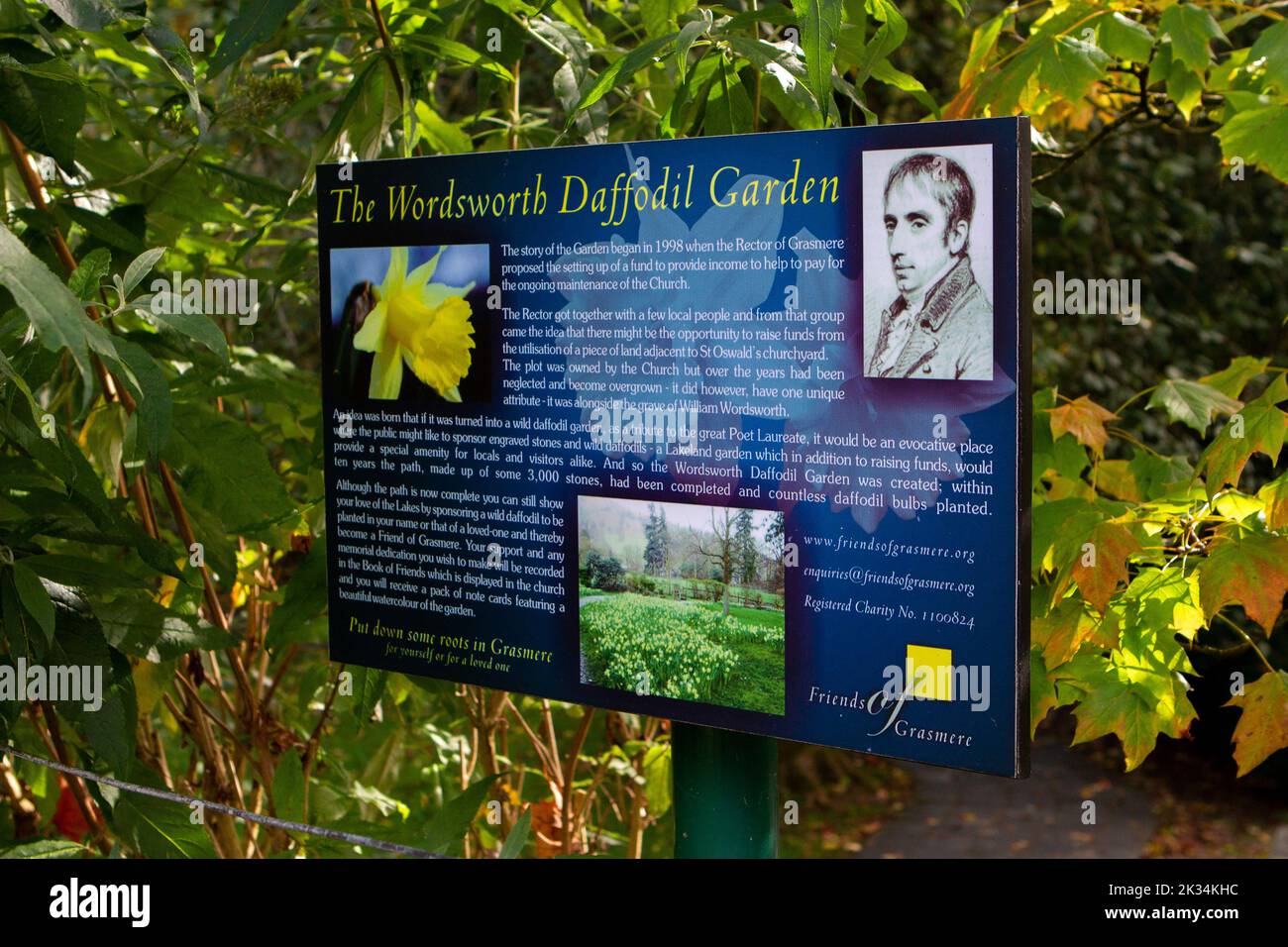Jardín de narcisos de William Wordsworth, Grasmere, Cumbria, Reino Unido Foto de stock