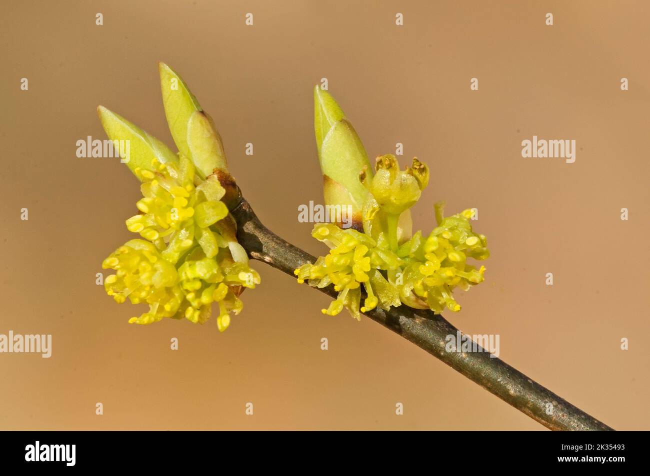 Espetón de floración a principios de primavera (Lindera benzoin) Foto de stock