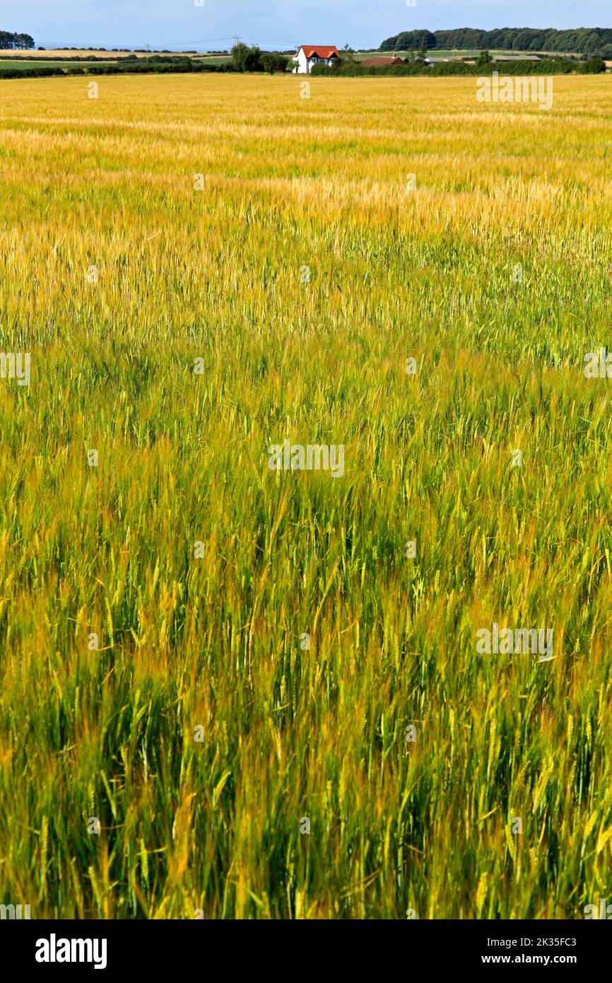 Cultivo de cebada, campo, casa de campo distante, paisaje, Norfolk, Inglaterra, Reino Unido Foto de stock