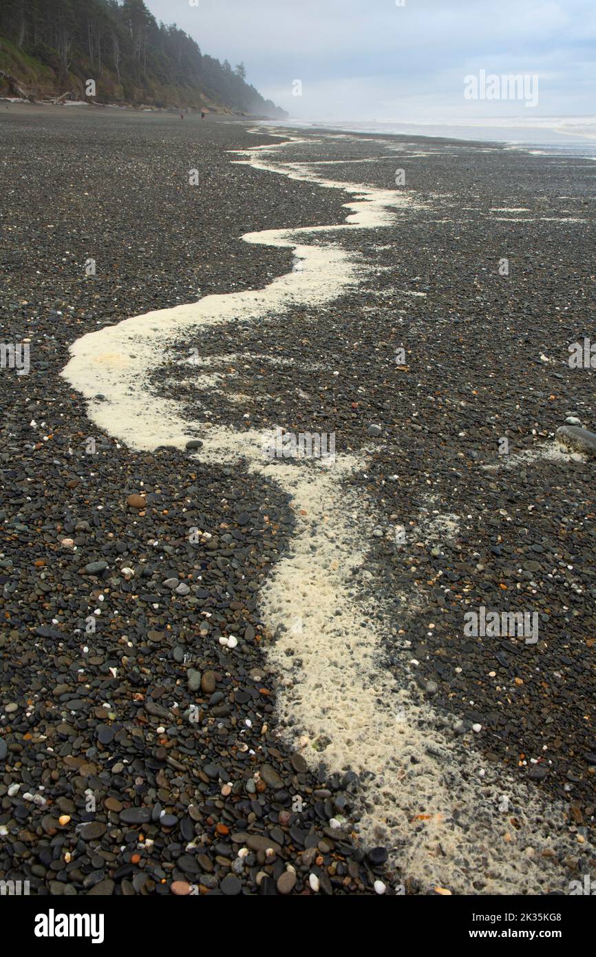Playa 4 en Kalaloch, Parque Nacional Olímpico, Washington Foto de stock