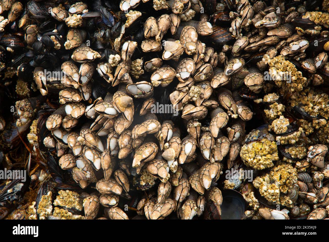 El barnacle de Gooseneck y el mejillón de California en la playa 4 en Kalaloch, Parque Nacional Olímpico, Washington Foto de stock