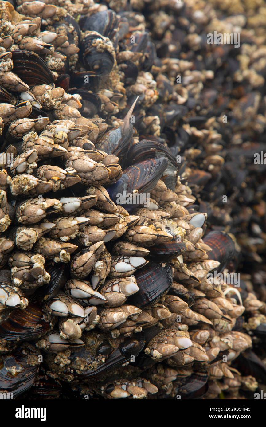 El barnacle de Gooseneck y el mejillón de California en la playa 4 en Kalaloch, Parque Nacional Olímpico, Washington Foto de stock