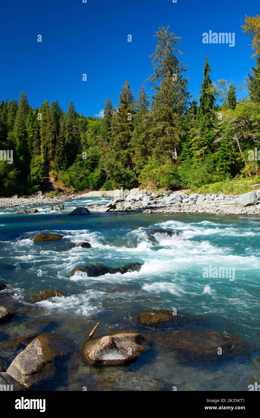 Río HOH en el campamento Hoh Oxbow, Bosques de la Península Olímpica (DNR), Washington Foto de stock