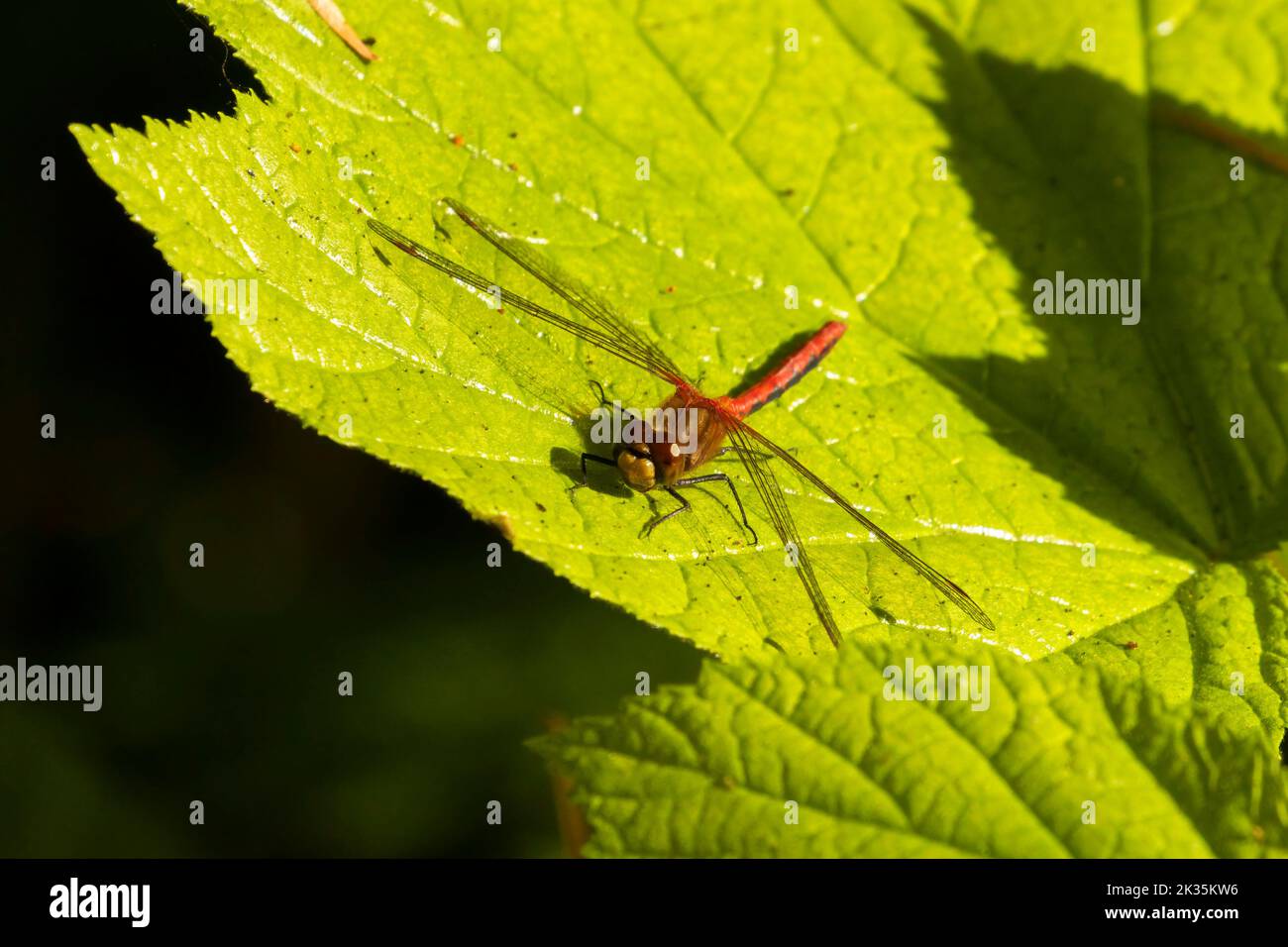 Dragonfly, Parque Nacional Olímpico, Washington Foto de stock