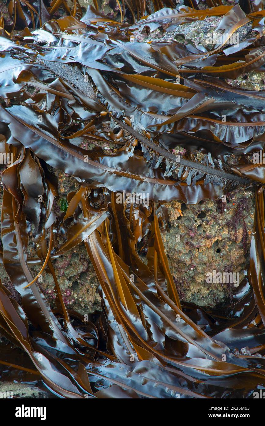 Kelp en Shi Shi Beach, Parque Nacional Olímpico, Washington Foto de stock