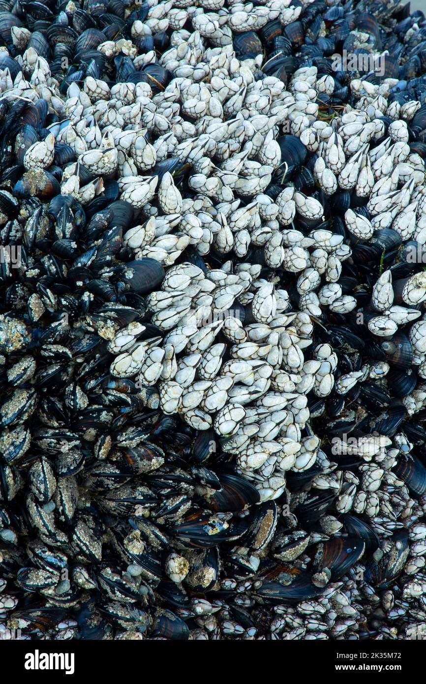 Mejillones de California con barnacles de cuello de cisne en Shi Shi Beach, Parque Nacional Olímpico, Washington Foto de stock