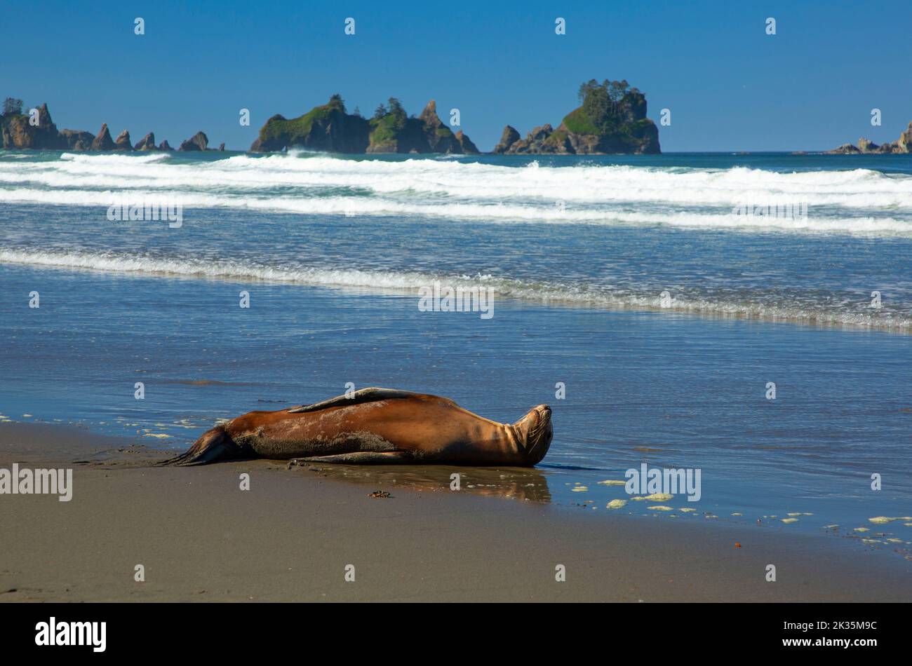 León marino de California (Zalophus californianus) en Shi Shi Beach, Parque Nacional Olímpico, Washington Foto de stock