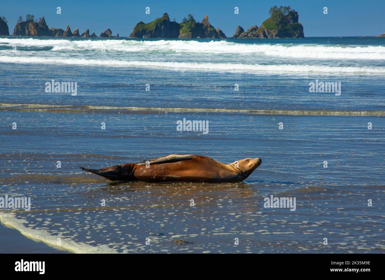 León marino de California (Zalophus californianus) en Shi Shi Beach, Parque Nacional Olímpico, Washington Foto de stock