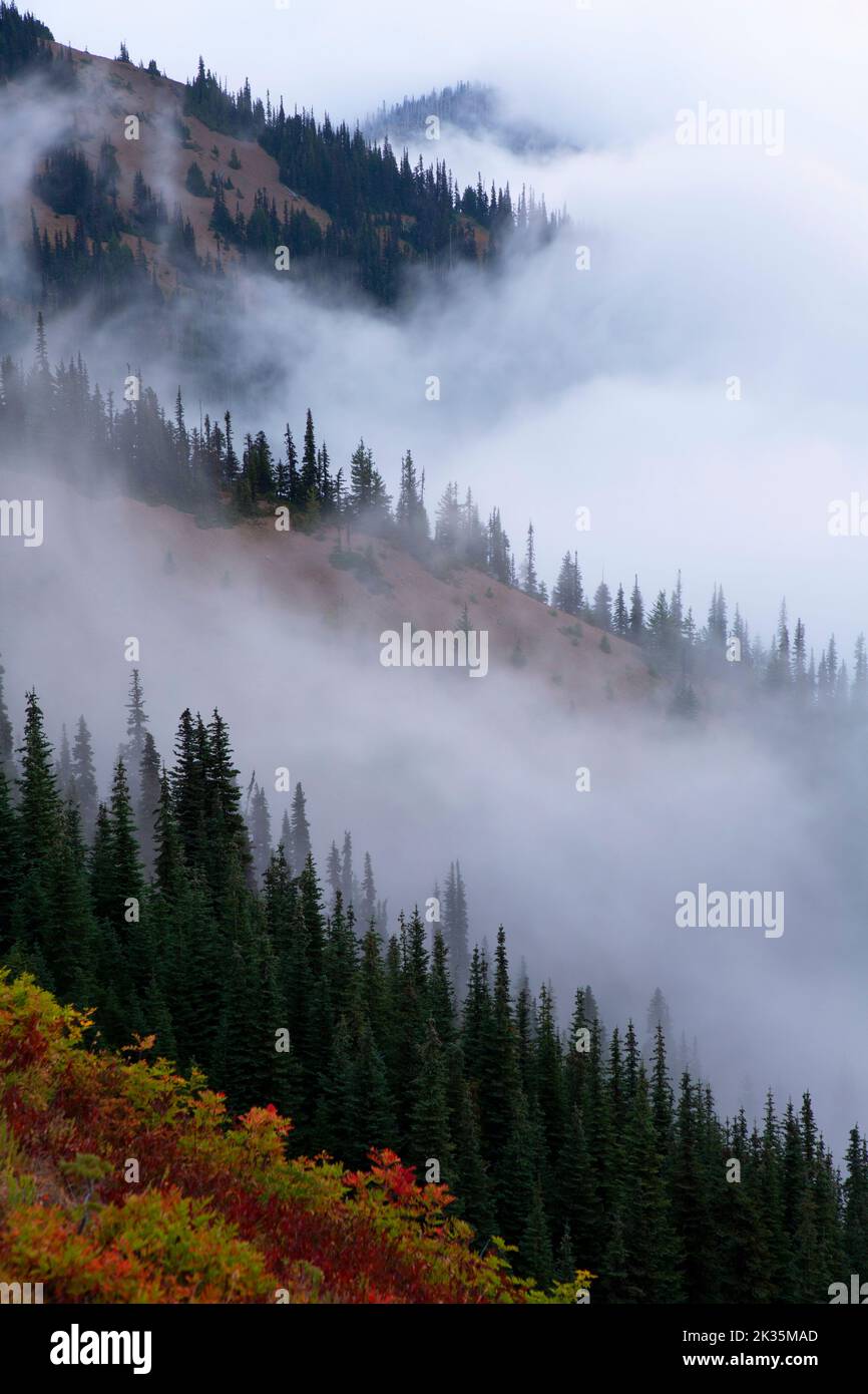Niebla de Hurricane Hill Trail, Parque Nacional Olímpico, Washington Foto de stock