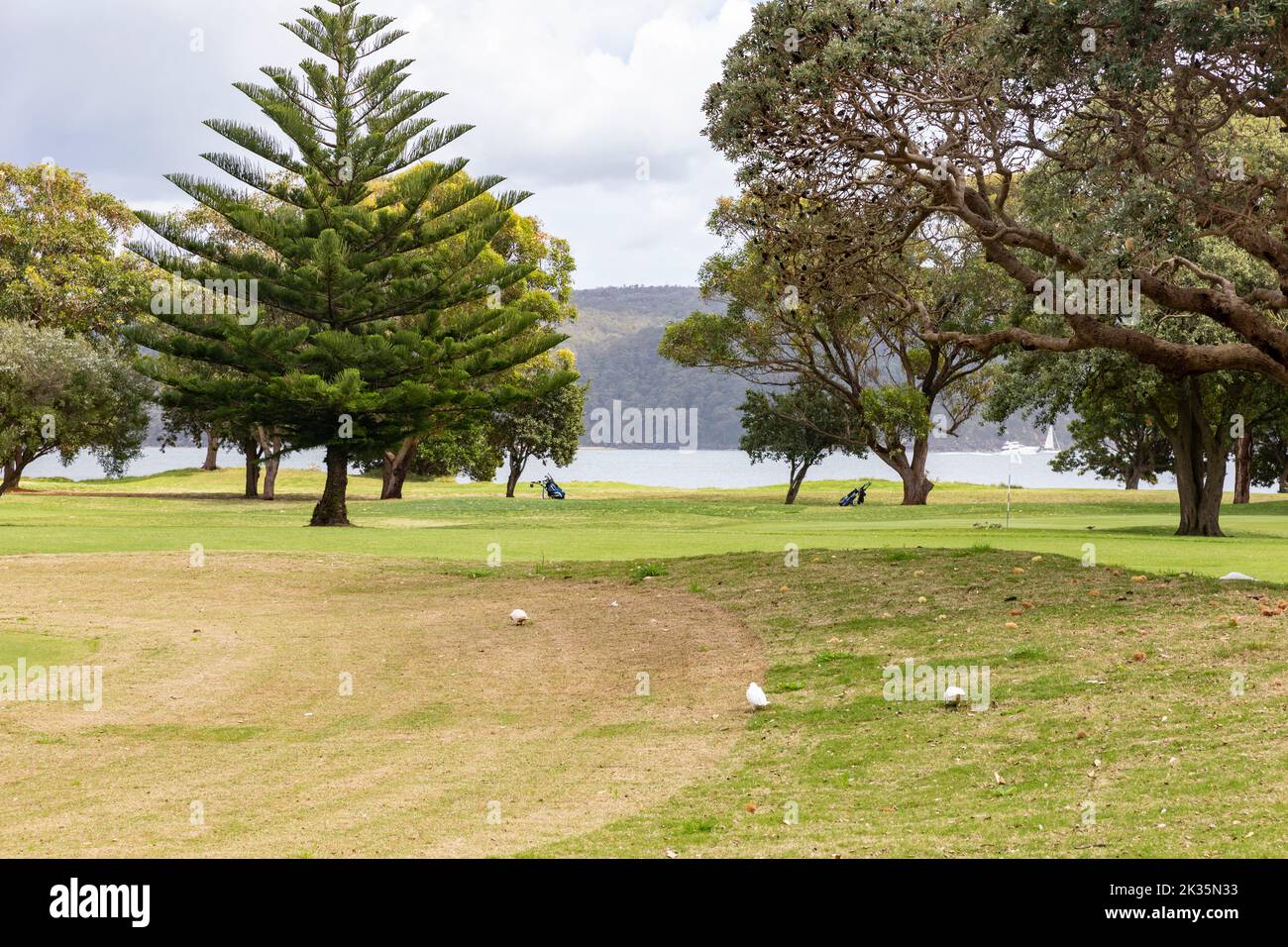 Campo de golf público de Palm Beach en Sydney adyacente a las aguas de Pittwater, Sydney, NSW, Australia Foto de stock