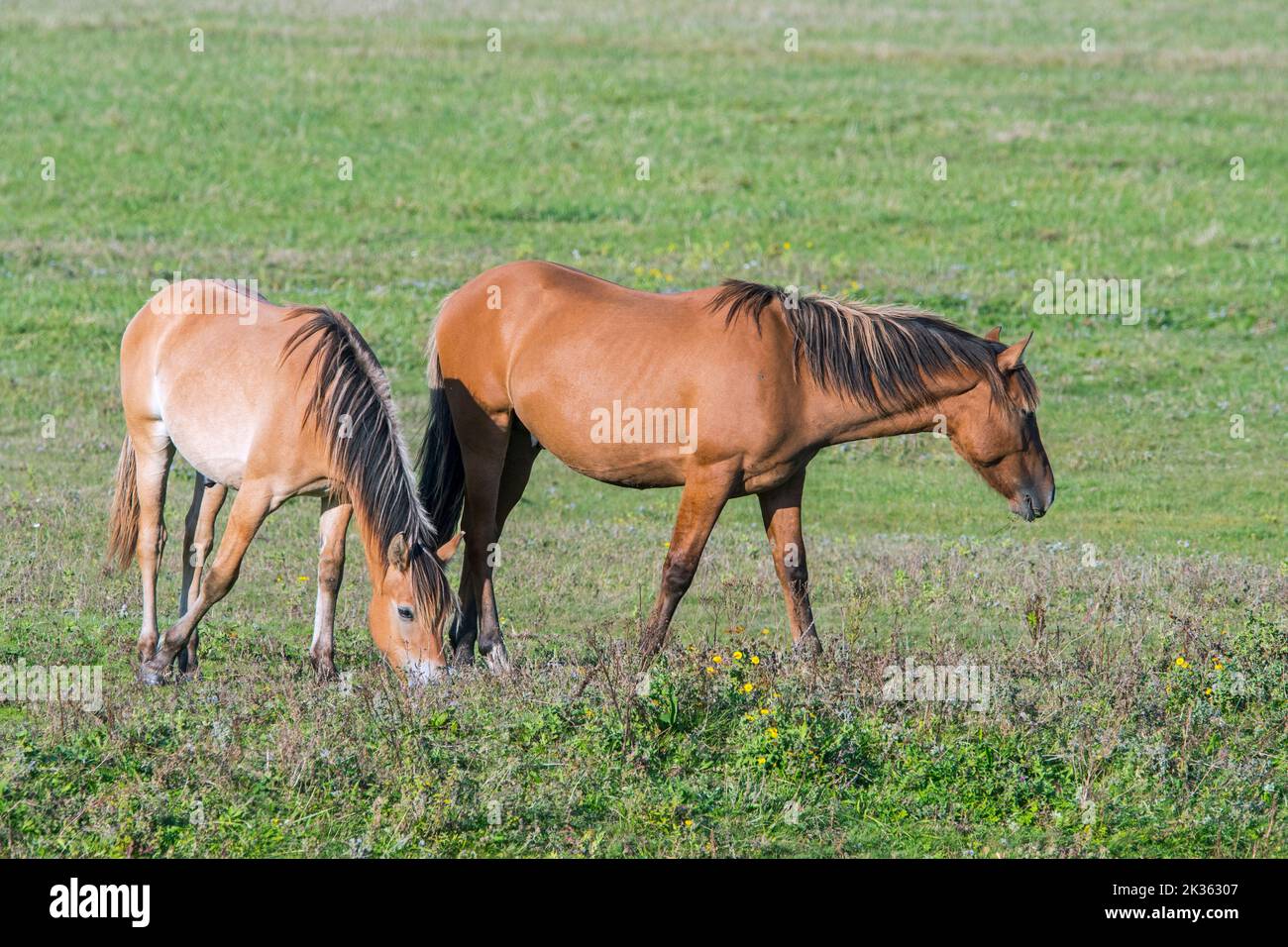 Henson Horses / Cheval de Henson, raza de caballo moderna del noreste de Francia en el parque Marquenterre, Bahía del Somme, Altos de Francia Foto de stock