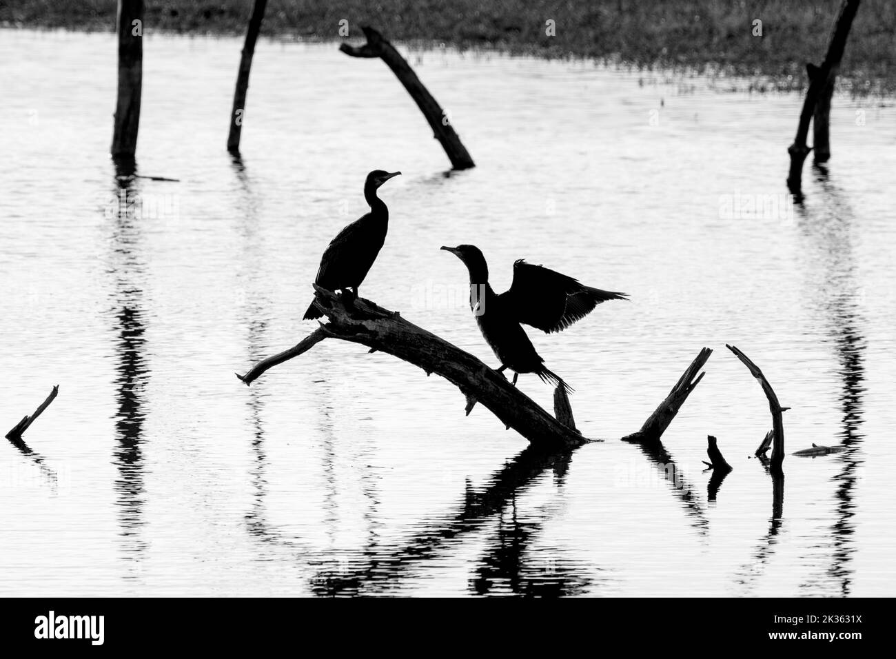 Dos grandes cormoranes (Phalacrocorax carbo) encaramado en tronco de árbol muerto en el lago que se extiende alas para secarse, Marquenterre parque, Bahía del Somme, Francia Foto de stock