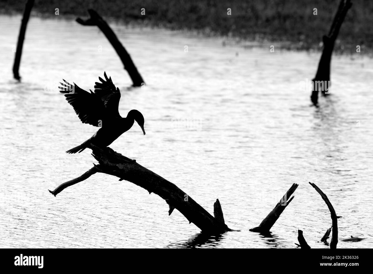 Gran cormorán (Phalacrocorax carbo) encaramado sobre tronco de árbol muerto en el lago estirando las alas para el secado siluetas en la Bahía del Somme, Francia Foto de stock