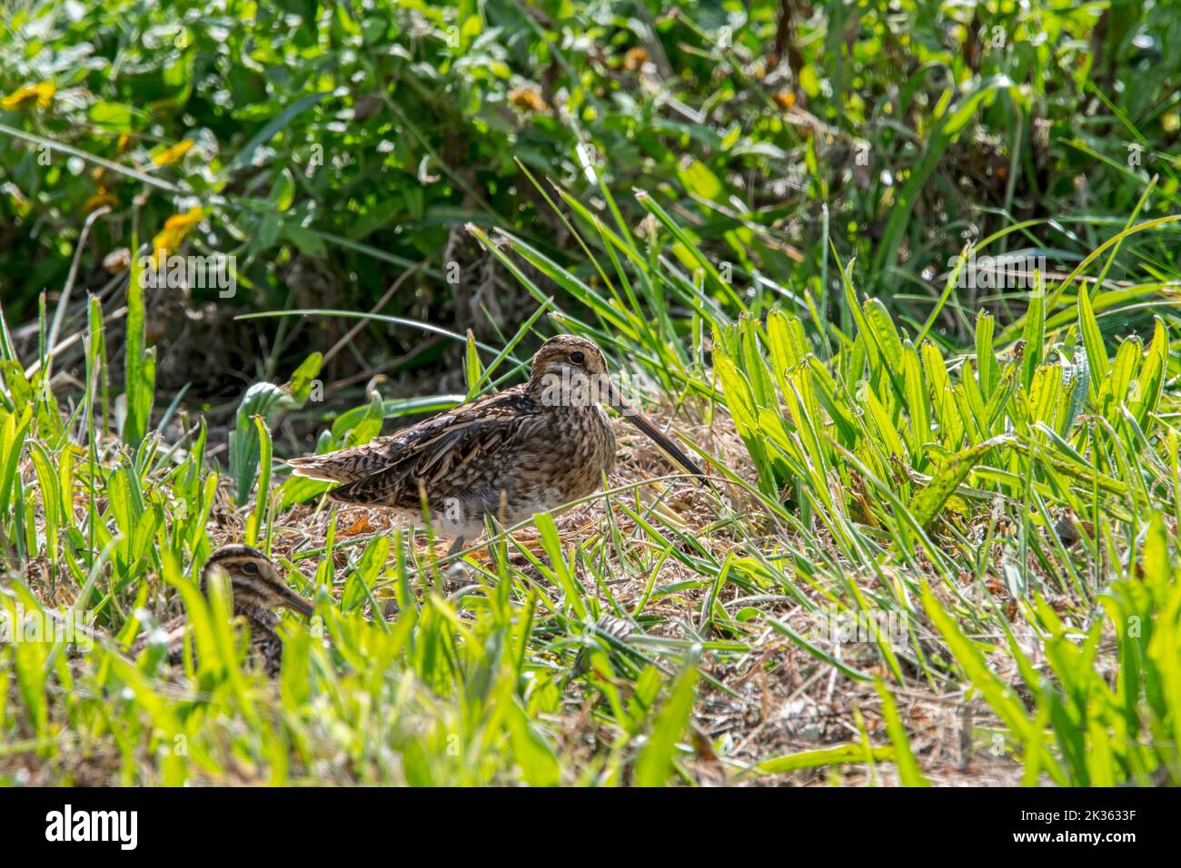 Dos snipes comunes (Gallinago gallinago) escondidos en pradera / pradera debido a los colores de camuflaje en otoño / otoño Foto de stock