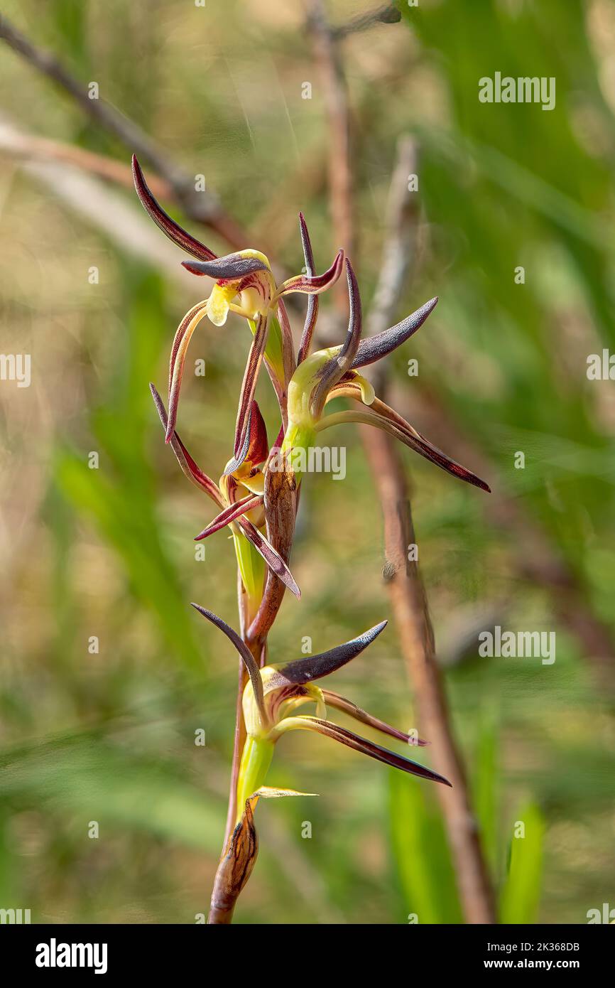 Lyperanthus suaveolens, Brown-beaks Orchid Foto de stock