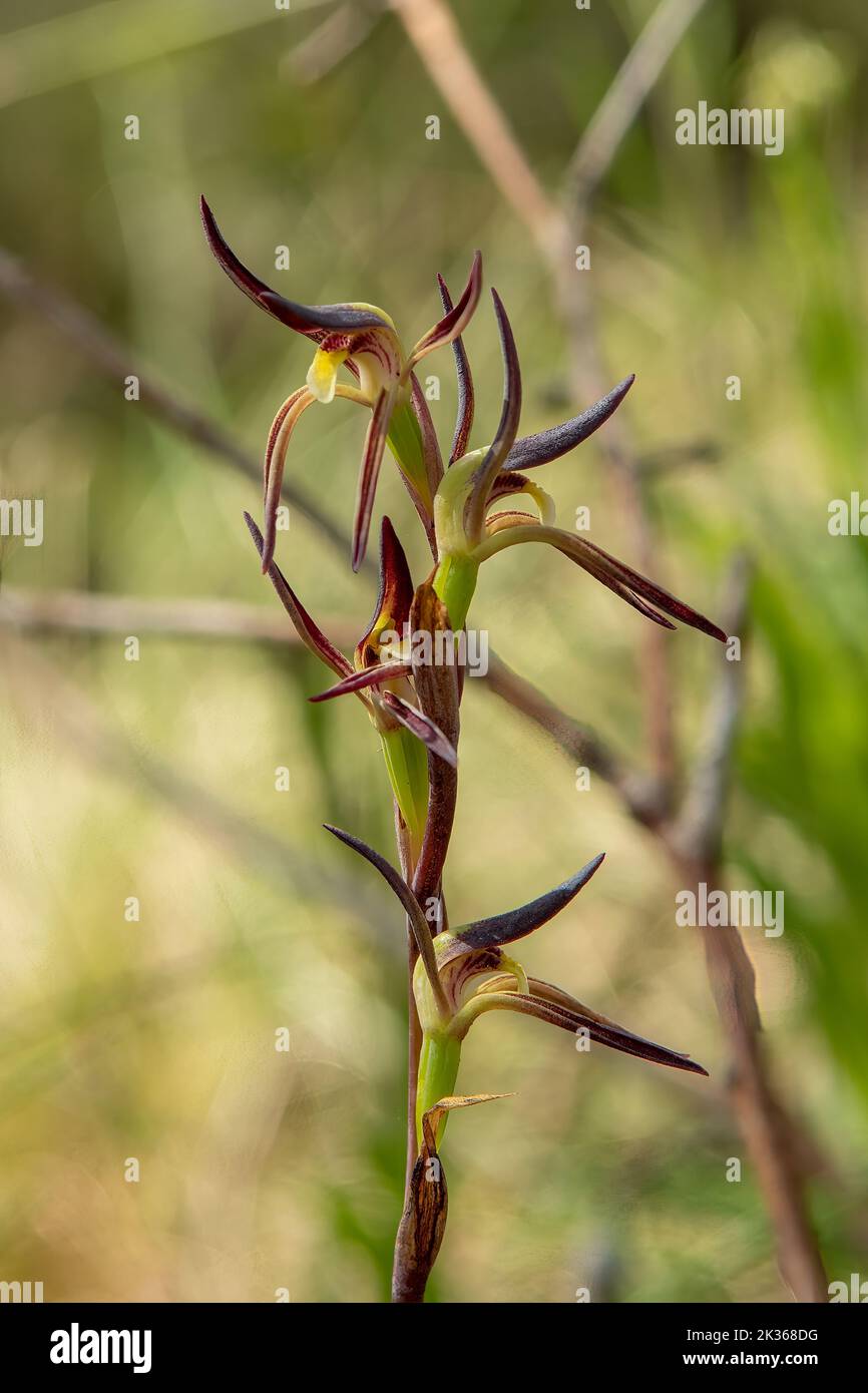 Lyperanthus suaveolens, Brown-beaks Orchid Foto de stock