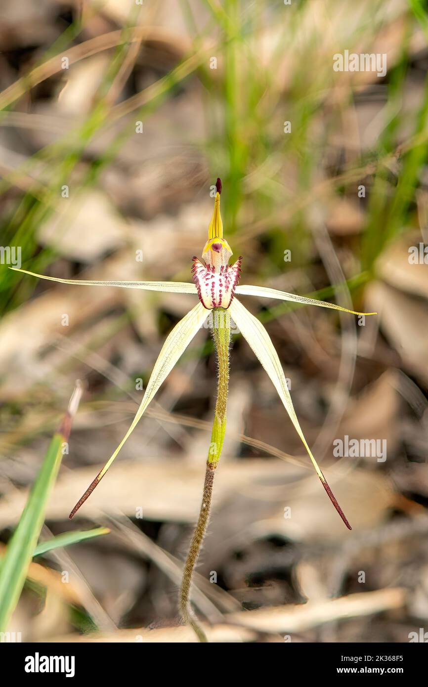 Caladenia fragantissima, Orquídea Araña perfumada Foto de stock