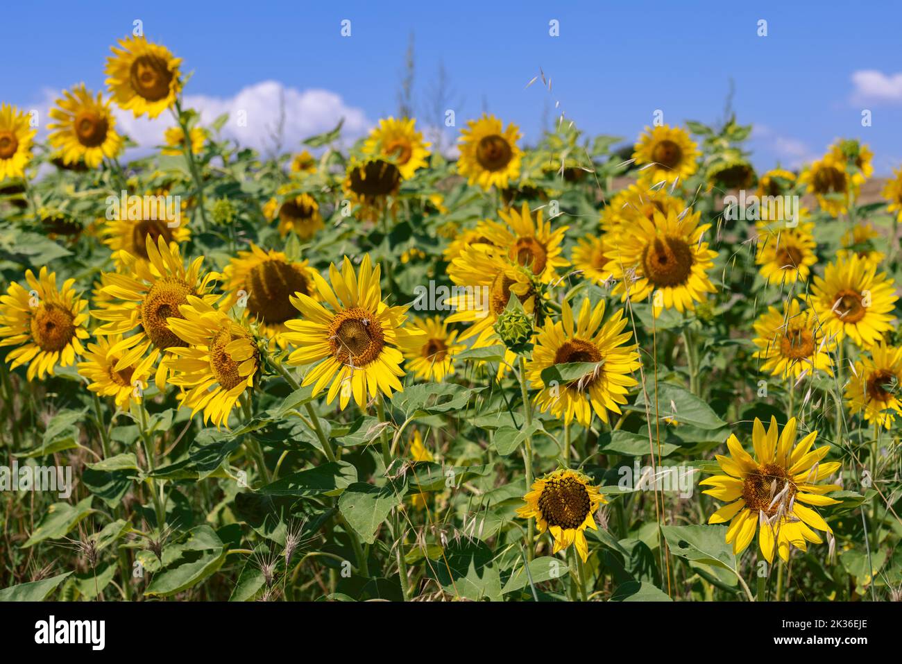 Inflorescencias de girasol fotografías e imágenes de alta resolución - Alamy