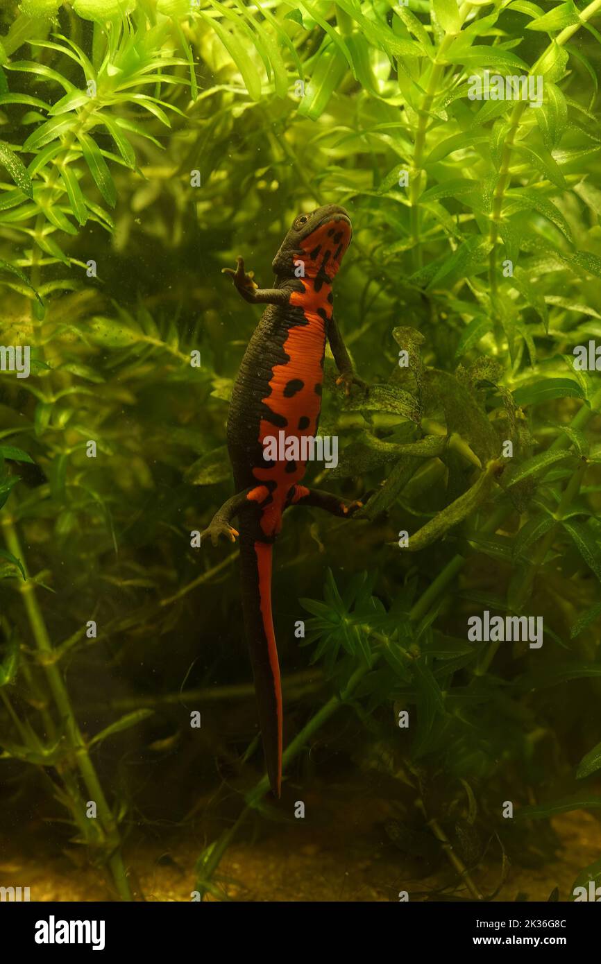 Primer plano vertical en el vientre de color rojo del fuego chino bellied newt, Cynops orientalis nadando hacia arriba Foto de stock