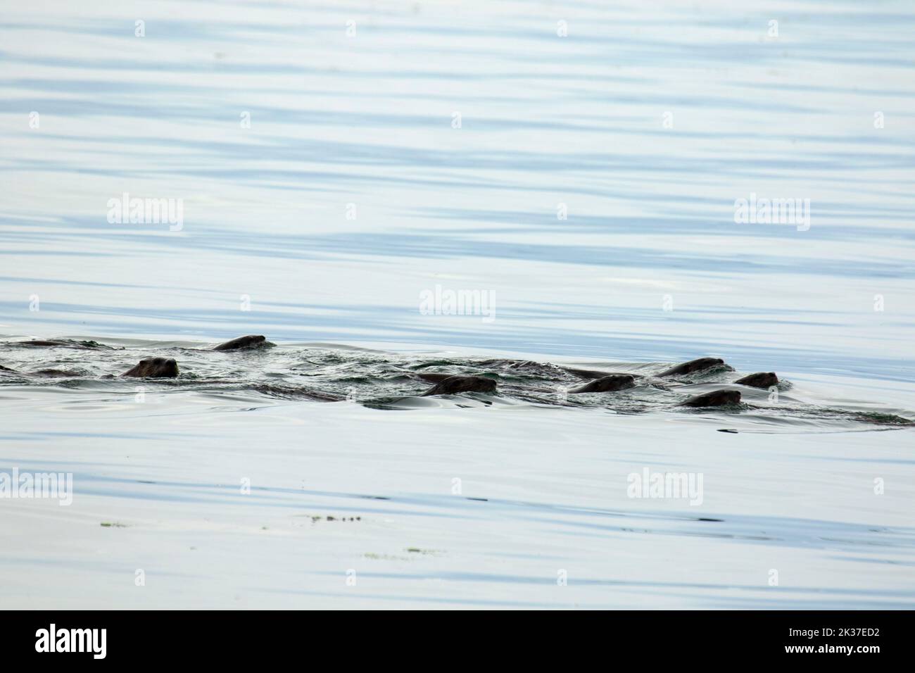 Nutrias de río (Lontra canadensis), Point-No-Point Park, Hansville, Washington Foto de stock